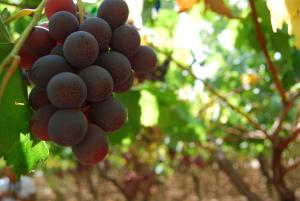 Anteprima Investimenti produttivi agricoli per la competitività delle aziende agricole